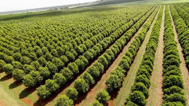 $11.5 million for Macademis farms in Malawi
